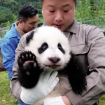 Giant Panda Cubs Born In 2017 Meet The Public In Sichuan